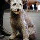 Image for article titled Hey, Buds? The Westminster Dog Show Is Almost Here, and This Year They're Showing CATS